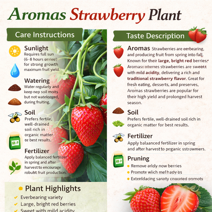 Aromas Strawberry Healthy Sweet Home Garden Kitchen Garden Terrace Balcony Fruit Plant