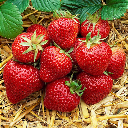 Aromas Strawberry Healthy Sweet Home Garden Kitchen Garden Terrace Balcony Fruit Plant