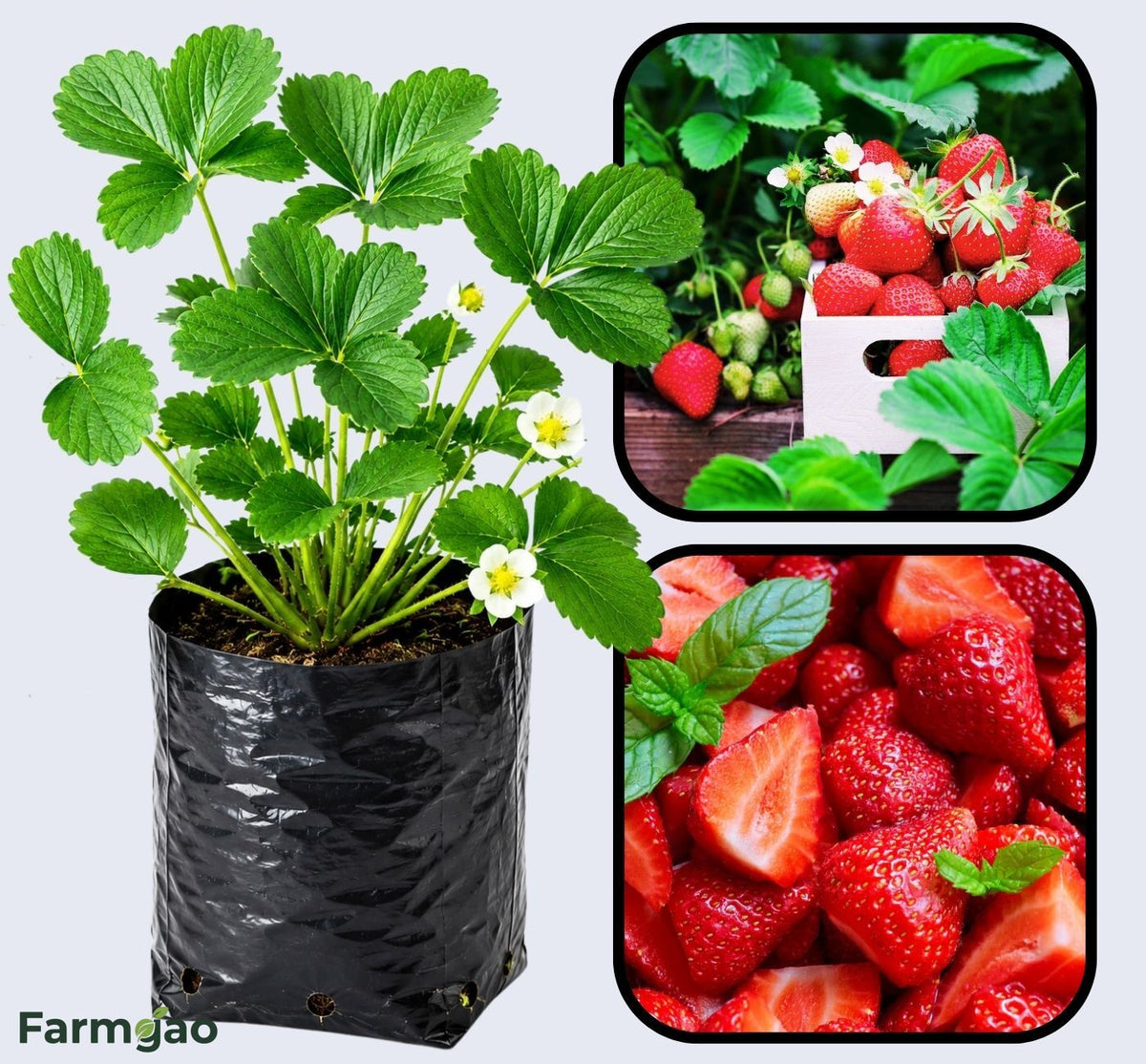 Aromas Strawberry Healthy Sweet Home Garden Kitchen Garden Terrace Balcony Fruit Plant