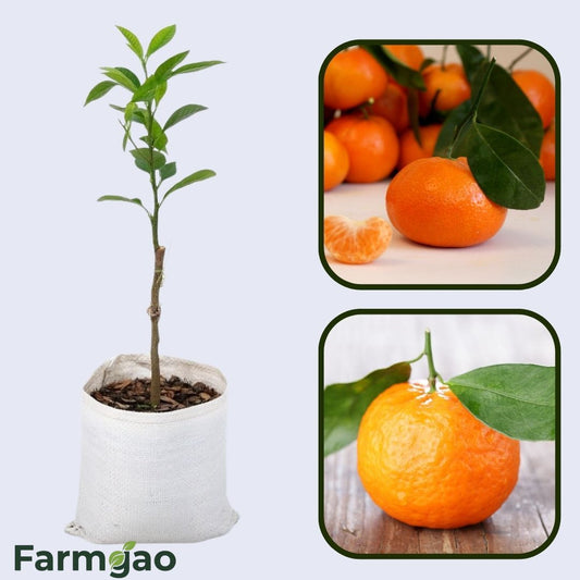Arrufatina Clementine Orange Grafted Healthy Fruit Plant