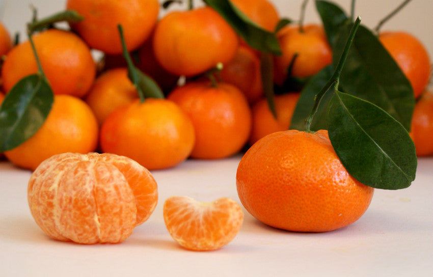 Arrufatina Clementine Orange Grafted Healthy Fruit Plant