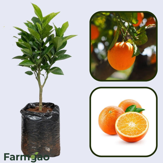 Arunachal Mandarin Orange Grafted Healthy Fruit Plant