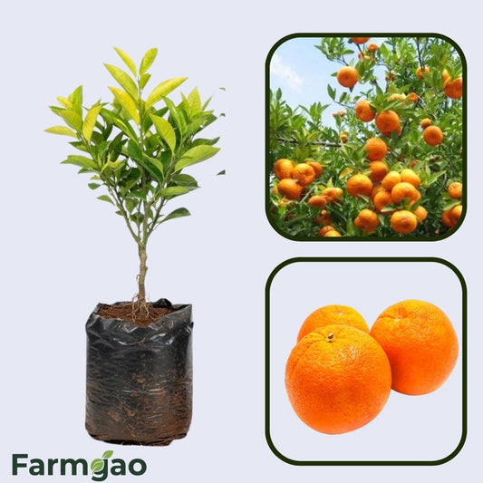 Arunachal Sweet Orange Grafted Healthy Fruit Plant