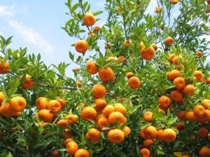 Arunachal Sweet Orange Grafted Healthy Fruit Plant