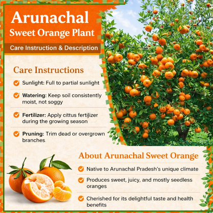 Arunachal Sweet Orange Grafted Healthy Fruit Plant