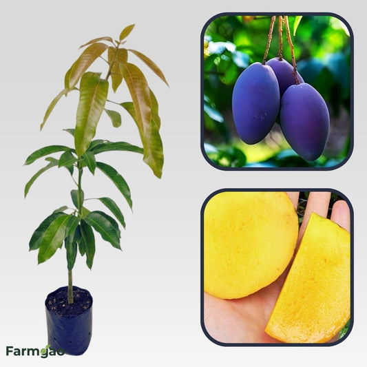 Arunika Mango Aam Grafted Healthy Fruit Plant