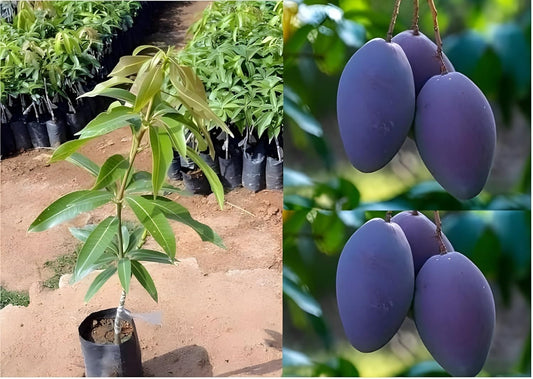 Arunika Mango Aam Grafted Healthy Fruit Plant