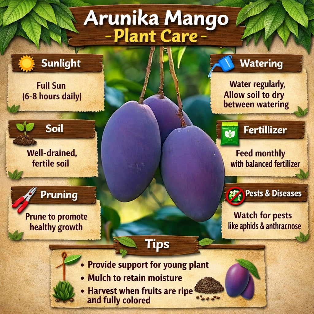 Arunika Mango Aam Grafted Healthy Fruit Plant