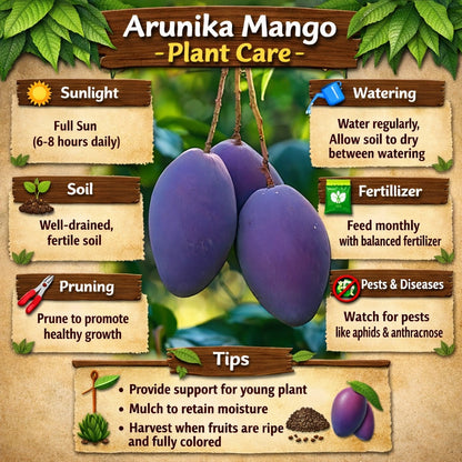 Arunika Mango Aam Grafted Healthy Fruit Plant