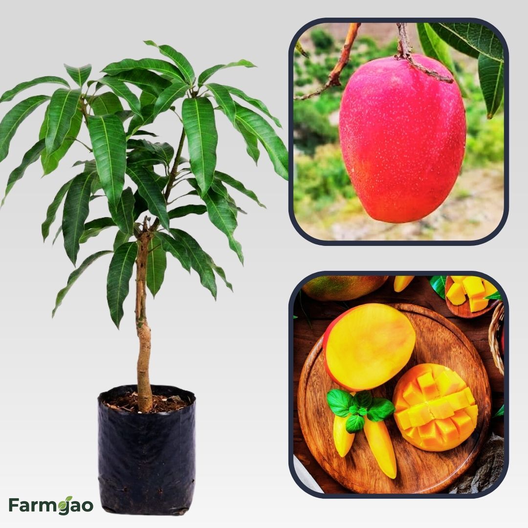 Arunima Mango Aam Grafted Healthy Fruit Plant