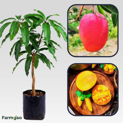 Arunima Mango Aam Grafted Healthy Fruit Plant