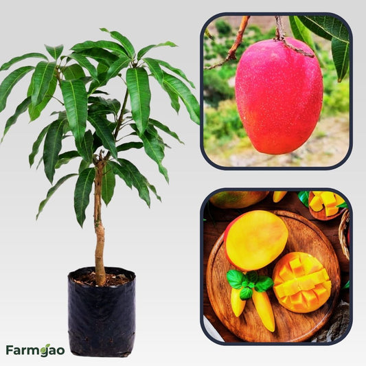 Arunima Mango Aam Grafted Healthy Fruit Plant