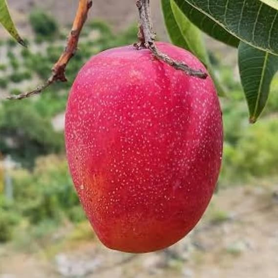 Arunima Mango Aam Grafted Healthy Fruit Plant