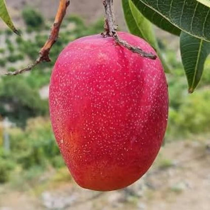 Arunima Mango Aam Grafted Healthy Fruit Plant