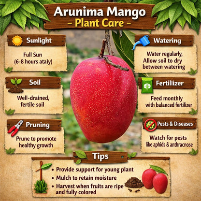 Arunima Mango Aam Grafted Healthy Fruit Plant