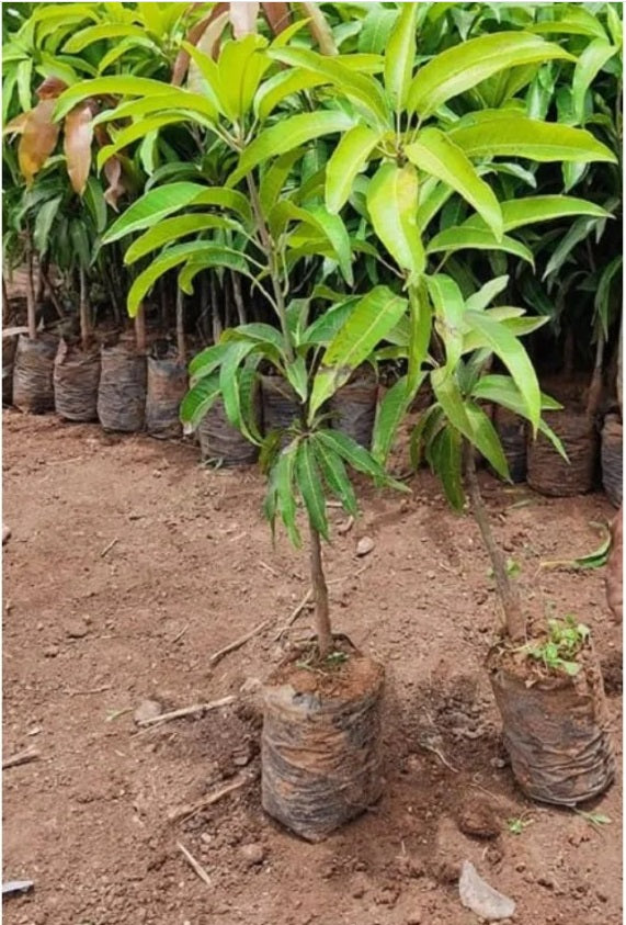 Arunima Mango Aam Grafted Healthy Fruit Plant