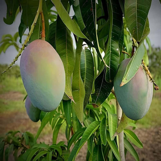 Arunima Mango Aam Grafted Healthy Fruit Plant