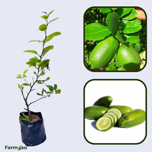 Assam Lemon Plant Live Nimbu Tree Kagzi Lemon Citrus Limon Fruit Plant