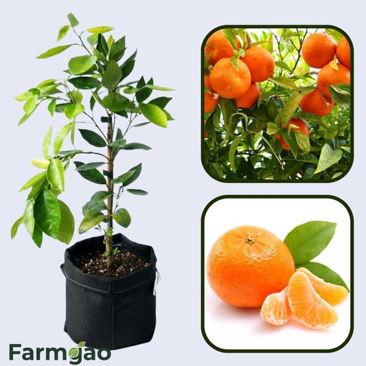 Assam Mandarin Orange Grafted Healthy Fruit Plant