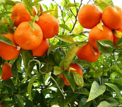 Assam Mandarin Orange Grafted Healthy Fruit Plant