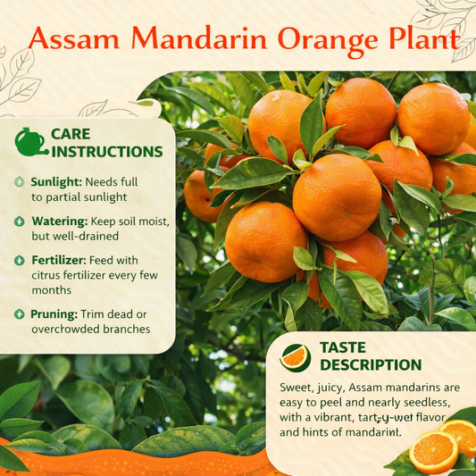 Assam Mandarin Orange Grafted Healthy Fruit Plant