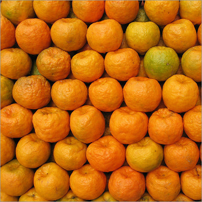 Assam Mandarin Orange Grafted Healthy Fruit Plant