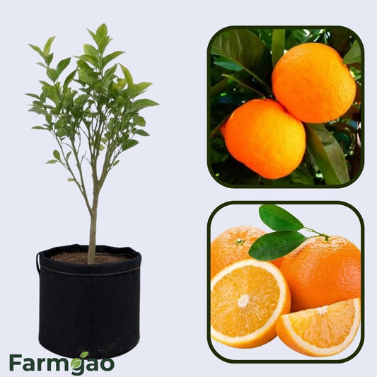 Assam Sweet Orange Grafted Healthy Fruit Plant