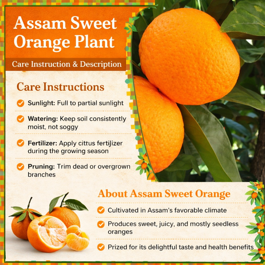 Assam Sweet Orange Grafted Healthy Fruit Plant