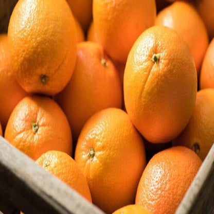 Assam Sweet Orange Grafted Healthy Fruit Plant