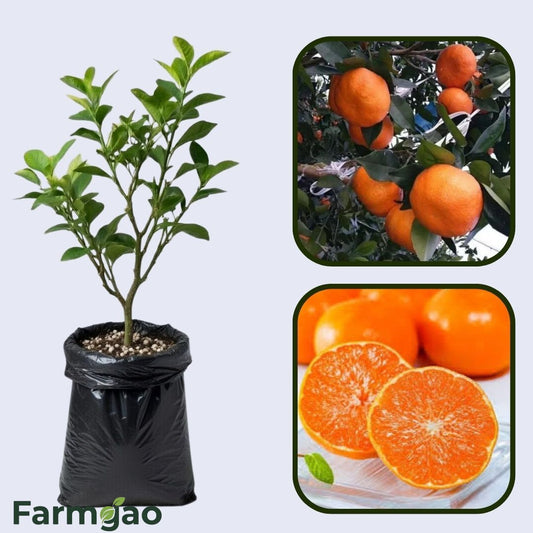 Asumi Orange Grafted Healthy Fruit Plant