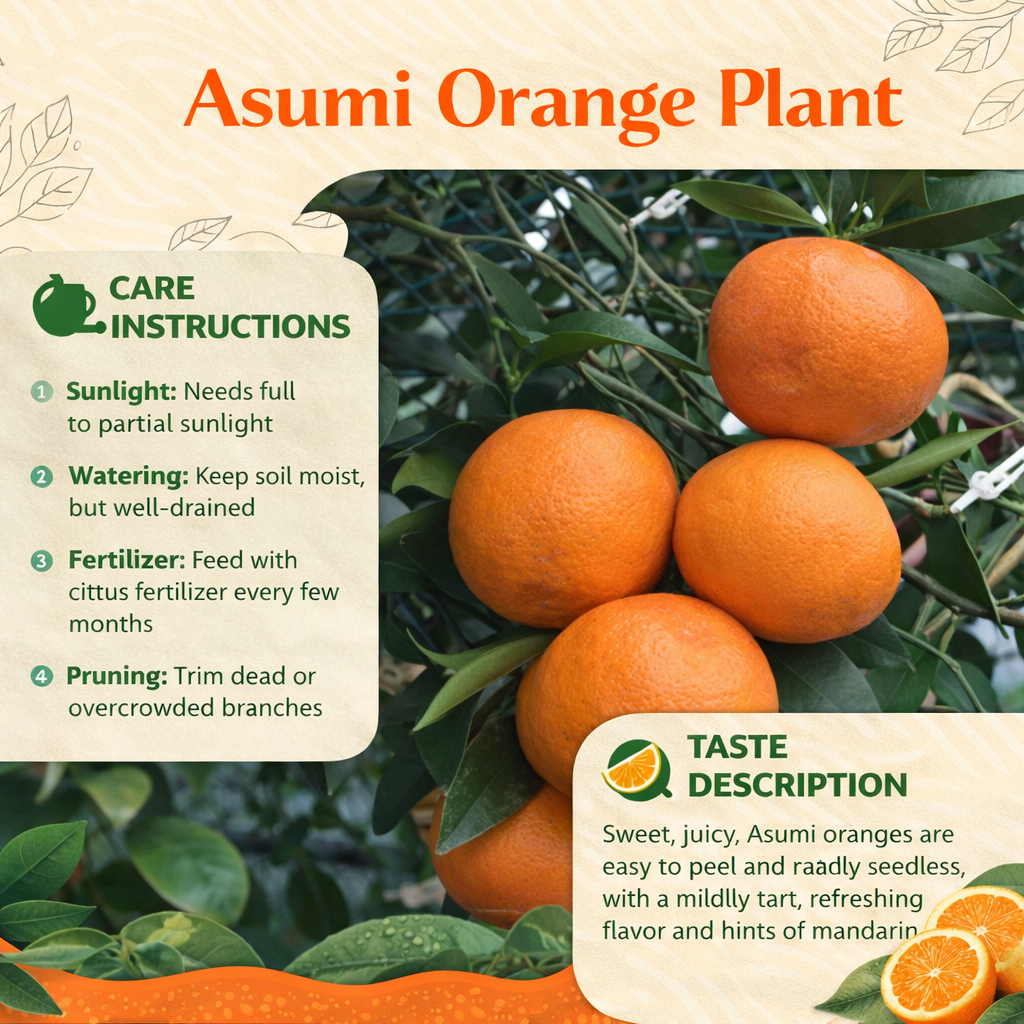 Asumi Orange Grafted Healthy Fruit Plant
