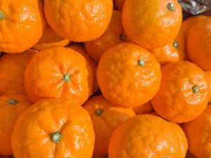 Asumi Orange Grafted Healthy Fruit Plant