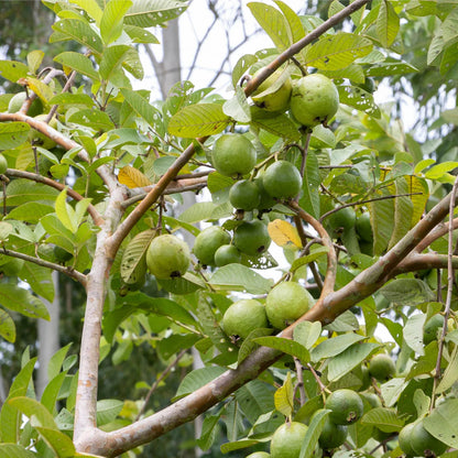 Atlântica Guava Air Layered Healthy Fruit Plant