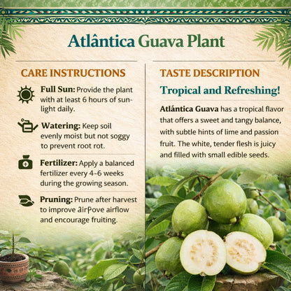 Atlântica Guava Air Layered Healthy Fruit Plant