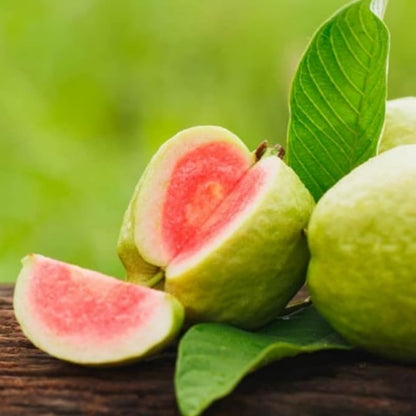 Atlântica Guava Air Layered Healthy Fruit Plant