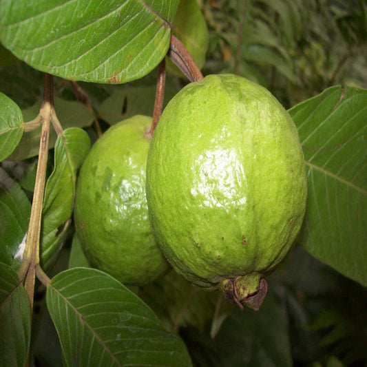 Atlântica Guava Air Layered Healthy Fruit Plant