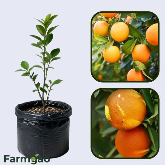 Atwood Navel Orange Grafted Healthy Fruit Plant