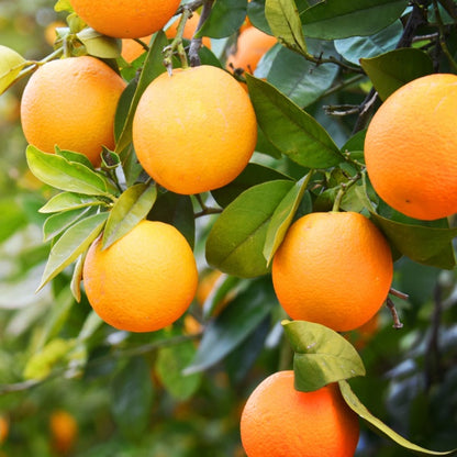 Atwood Navel Orange Grafted Healthy Fruit Plant