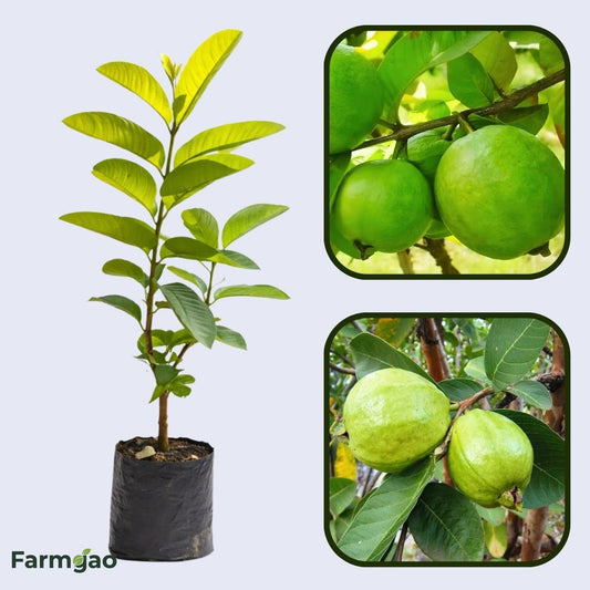 Aurora Guava Air Layered Healthy Fruit Plant