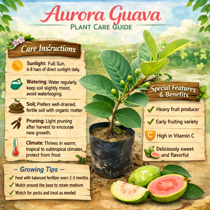 Aurora Guava Air Layered Healthy Fruit Plant