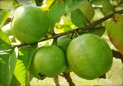Aurora Guava Air Layered Healthy Fruit Plant