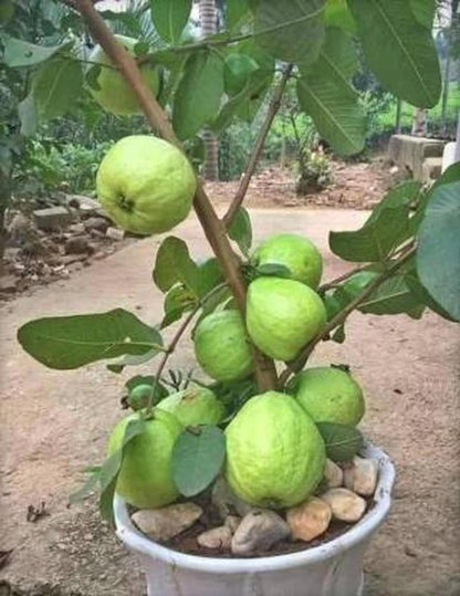 Aurora Guava Air Layered Healthy Fruit Plant