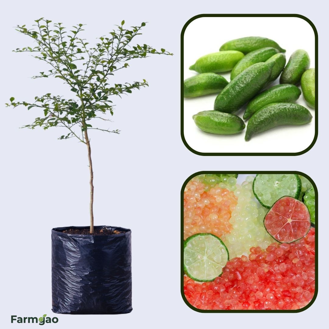 Australian Finger Lime Plant Live Nimbu Tree Kagzi Lemon Citrus Limon Fruit Plant