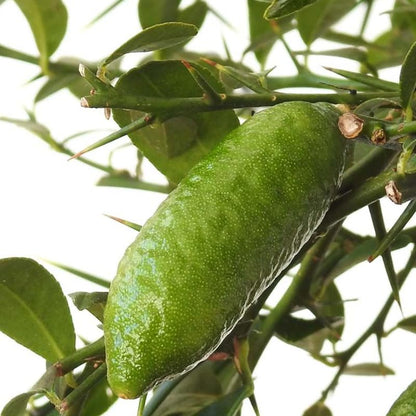 Australian Finger Lime Plant Live Nimbu Tree Kagzi Lemon Citrus Limon Fruit Plant