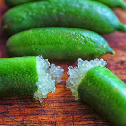 Australian Finger Lime Plant Live Nimbu Tree Kagzi Lemon Citrus Limon Fruit Plant