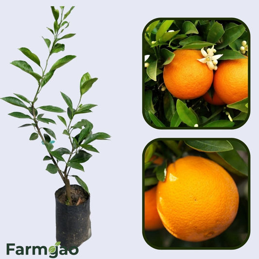 Autumn Gold Navel Orange Grafted Healthy Fruit Plant