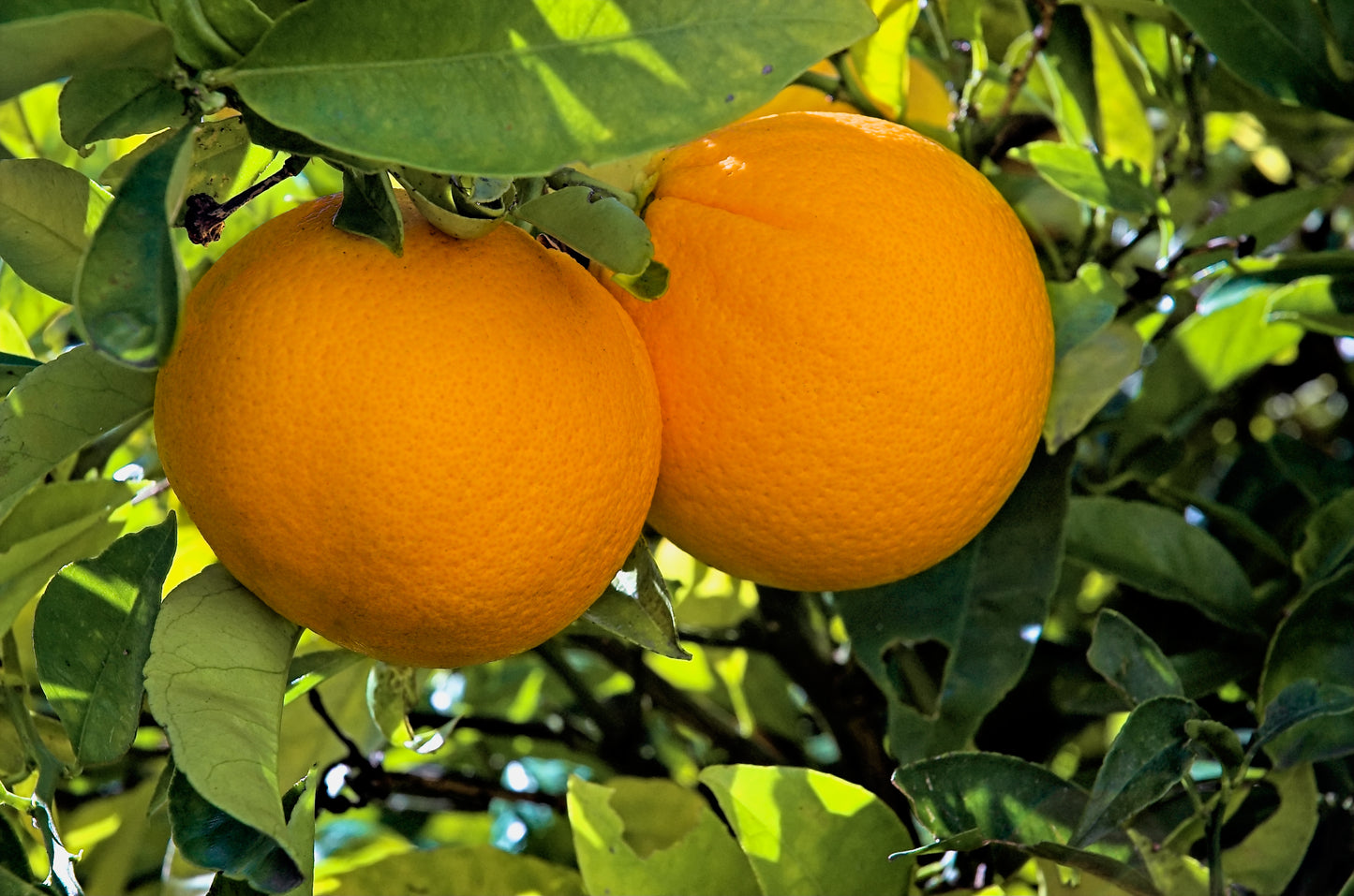 Autumn Gold Navel Orange Grafted Healthy Fruit Plant