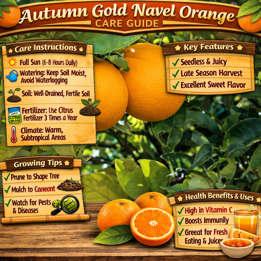 Autumn Gold Navel Orange Grafted Healthy Fruit Plant