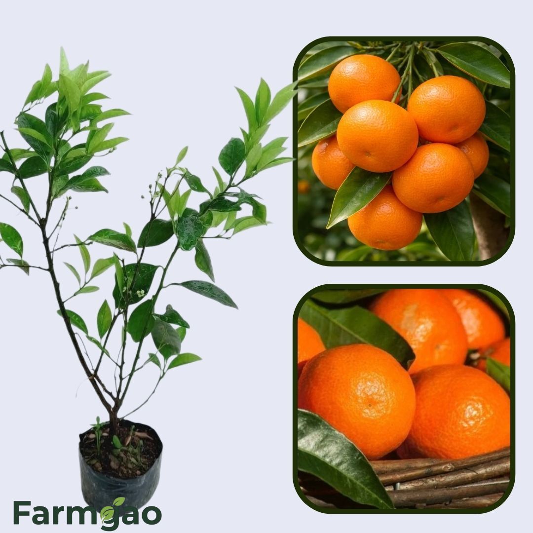 Autumn Honey Mandarin Orange Grafted Healthy Fruit Plant