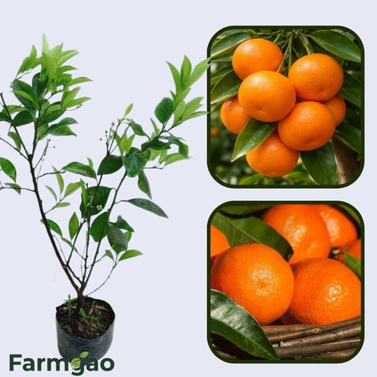 Autumn Honey Mandarin Orange Grafted Healthy Fruit Plant